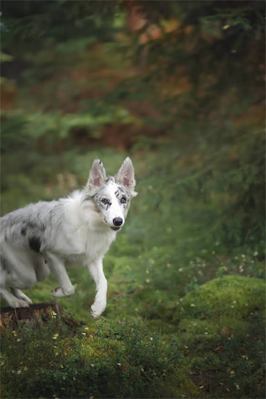 图片 古代猫咪的名字密码：从诗经到唐宋的猫名演变与背后的文化寓意（附120个经典名例）1.jpg