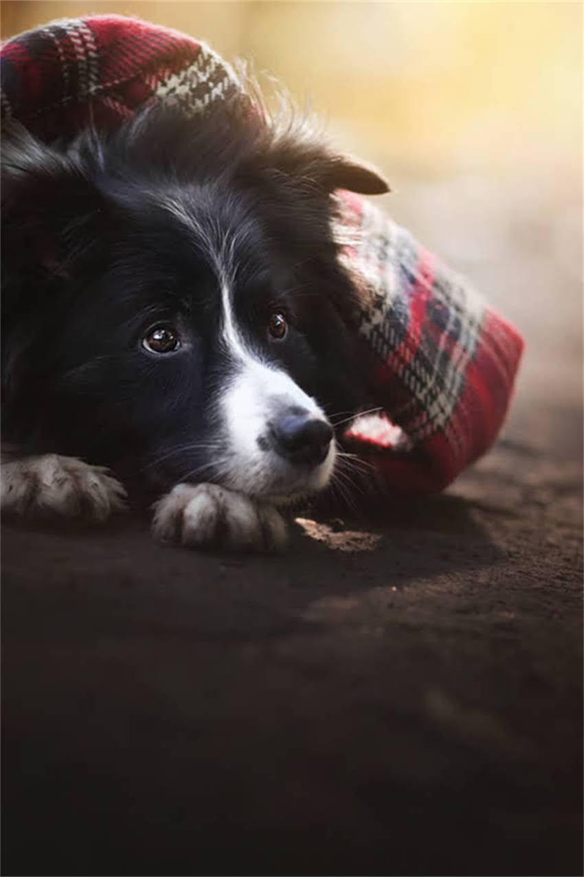 图片 古代猫咪的名字密码：从诗经到唐宋的猫名演变与背后的文化寓意（附120个经典名例）2.jpg