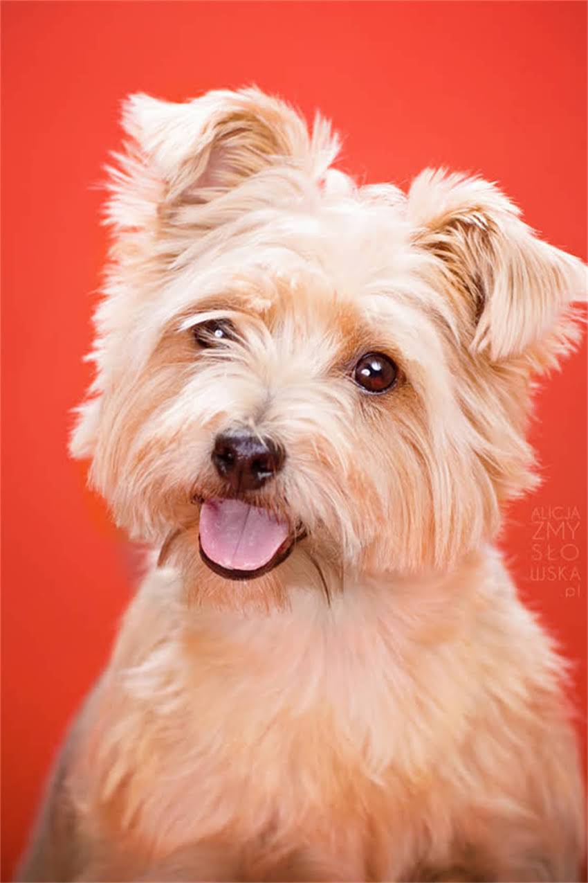 图片 可卡幼犬狗粮推荐指南：5种优质品牌+科学喂养方案（附选购清单）2.jpg