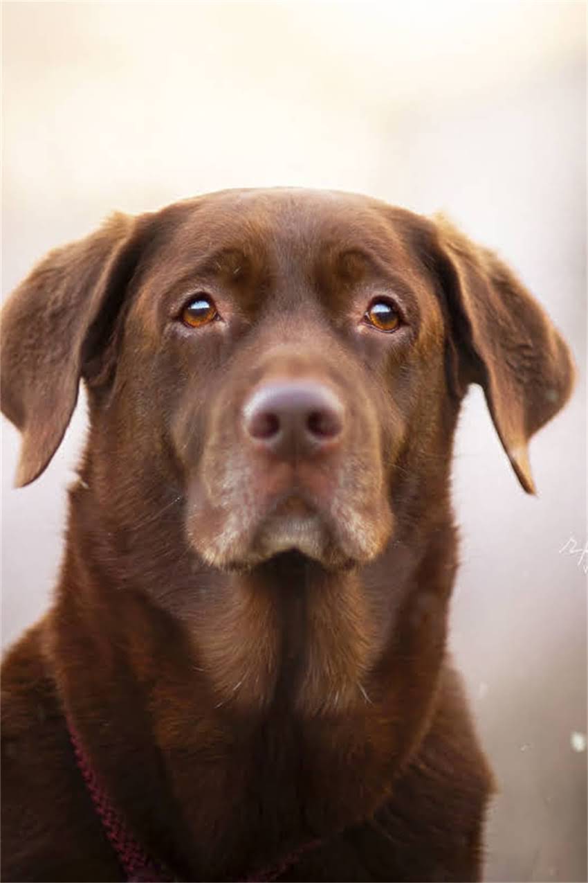图片 可卡比熊混血神仙颜值！这两种犬的串串性格+饲养全攻略（附对比图）.jpg