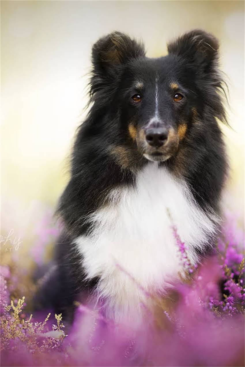 图片 史宾格犬纯种颜色有哪些？颜色与品种标准的关系及鉴别指南1.jpg