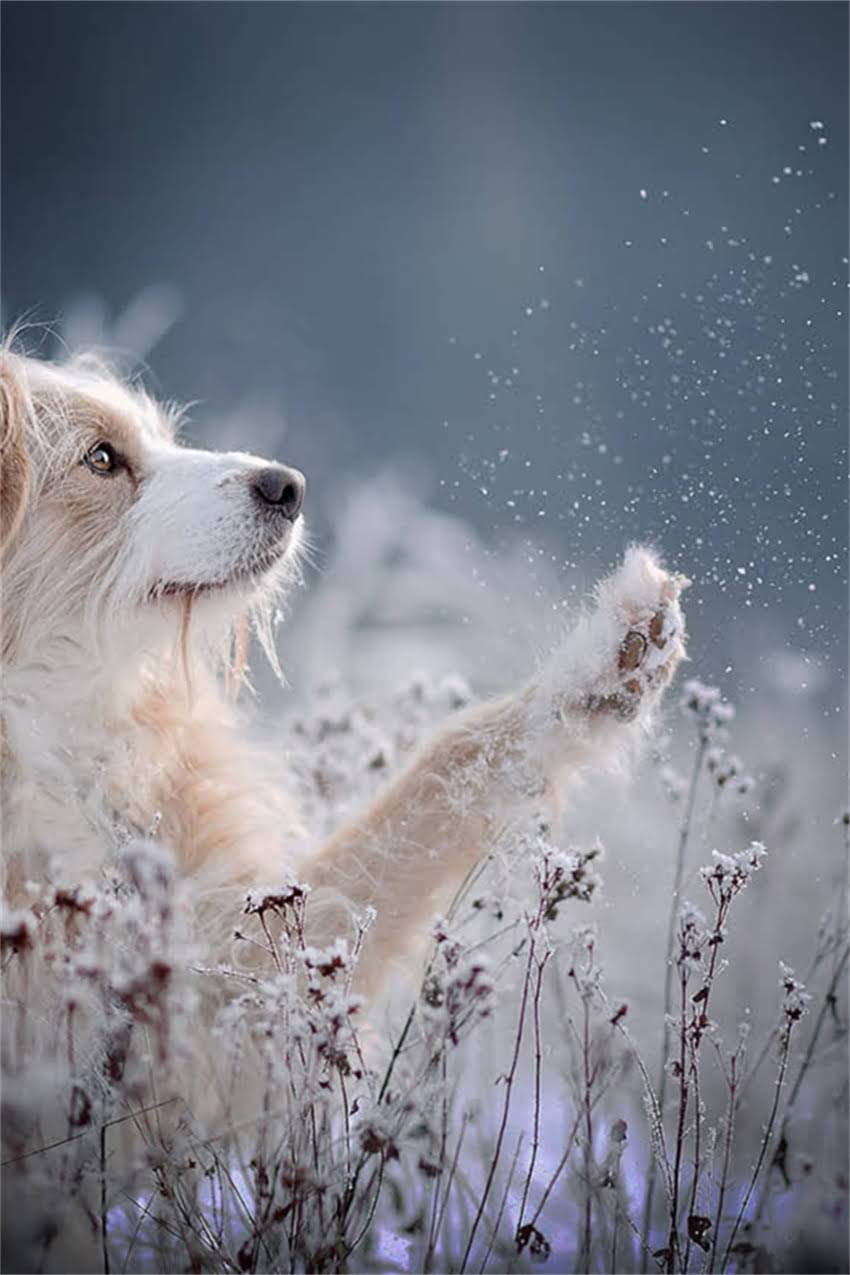 图片 合肥哈士奇购买全攻略：正规犬舍推荐+避坑指南（附地址+注意事项）1.jpg