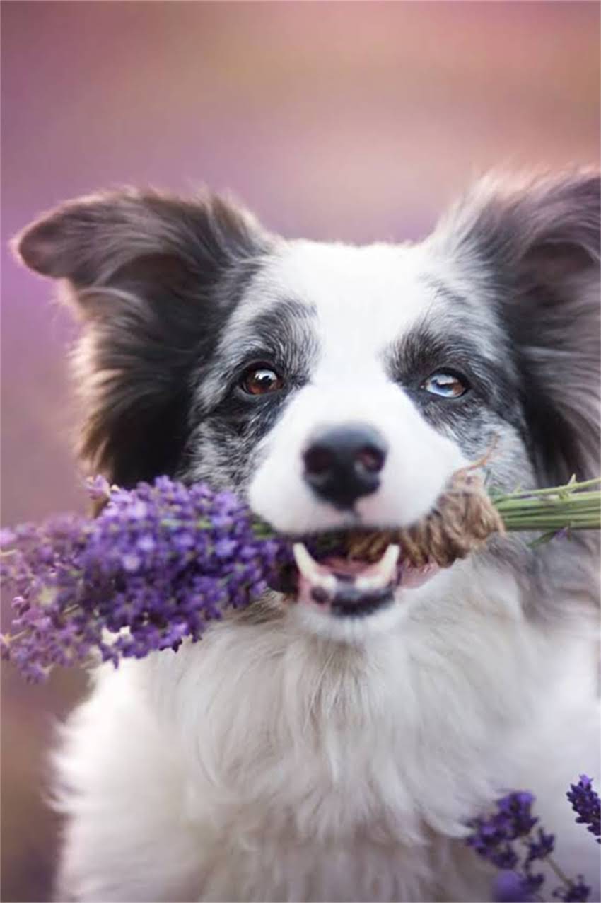 图片 吉娃娃3个月大体重身高是多少？全面幼犬发育标准与饲养要点1.jpg