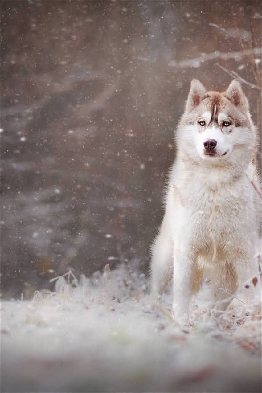 图片 吉娃娃3个月大体重身高是多少？全面幼犬发育标准与饲养要点2.jpg