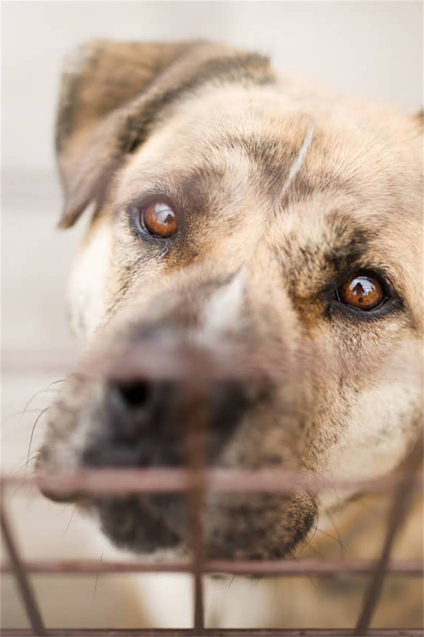 图片 吉娃娃3个月幼犬一天喂多少？科学喂养全指南（附月龄食量表）1.jpg