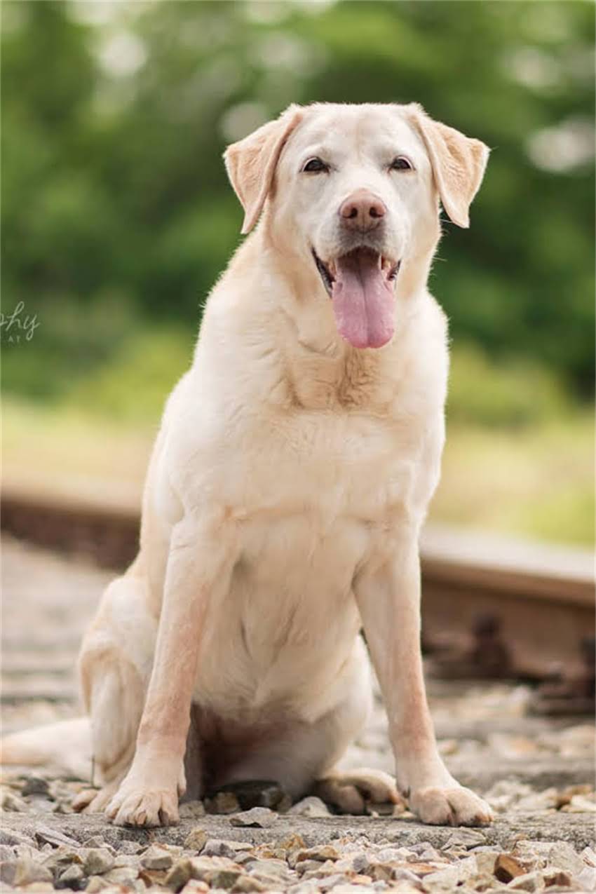 图片 吉娃娃3个月幼犬一天喂多少？科学喂养全指南（附月龄食量表）2.jpg