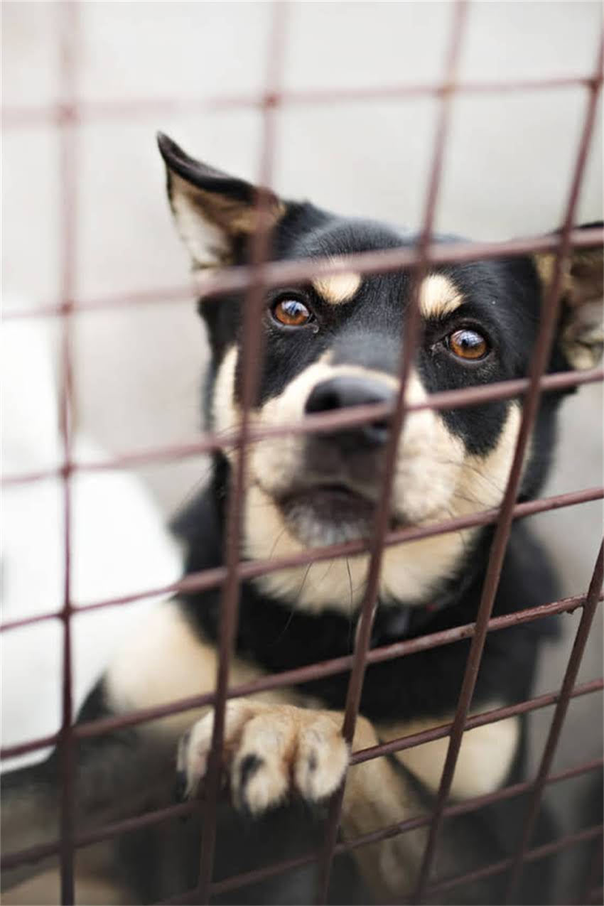 图片 吉娃娃3月龄科学喂养全攻略：黄金期营养方案与饮食禁忌指南1.jpg