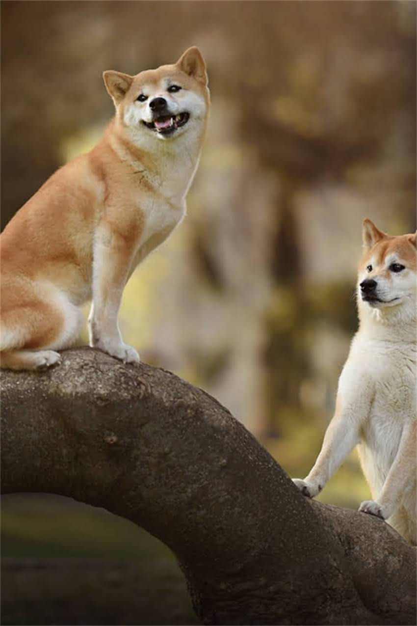 图片 吉娃娃VS小鹿犬：全面对比优缺点及饲养指南2.jpg