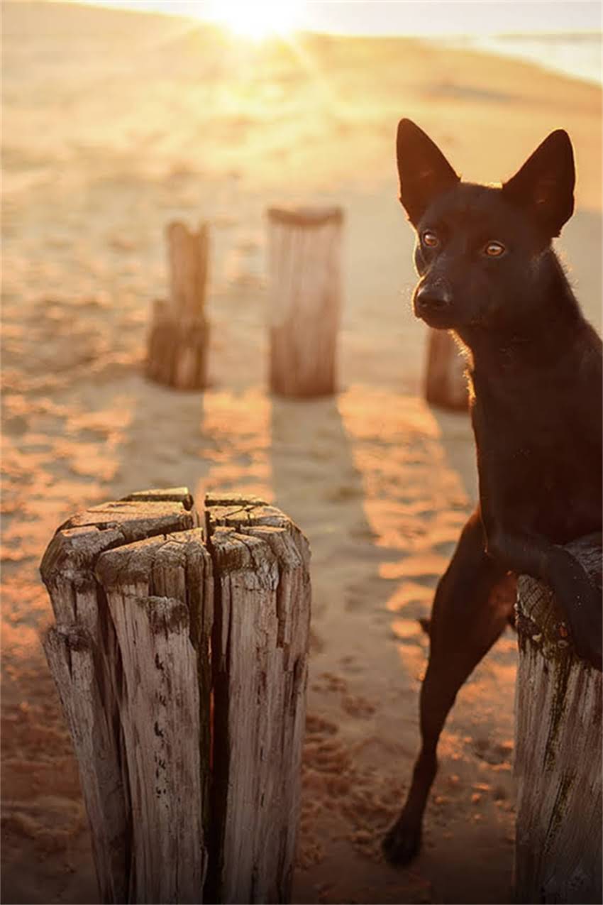 图片 吉娃娃VS小鹿犬：性格与饲养全对比！哪种更适合你家？.jpg