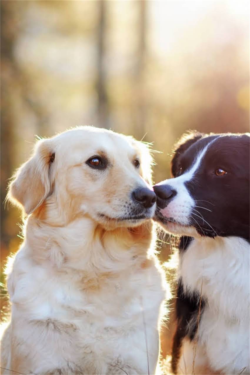 图片 吉娃娃VS小鹿犬：性格与饲养全对比！哪种更适合你家？1.jpg