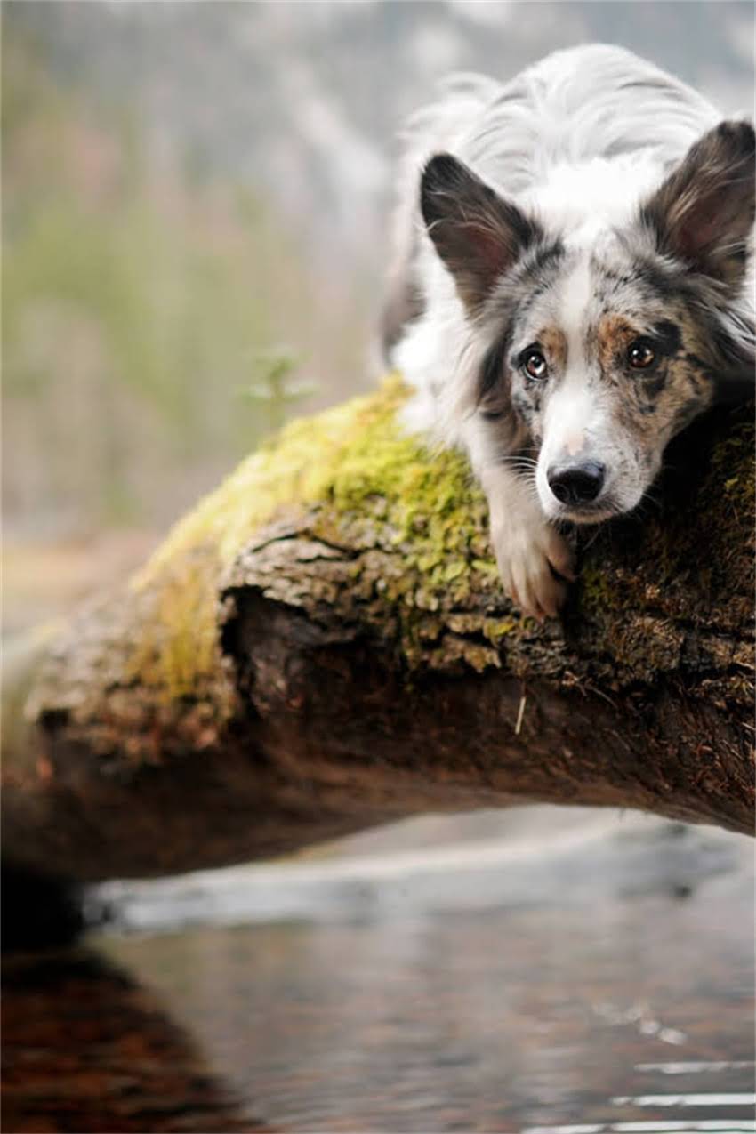 图片 吉娃娃VS小鹿犬：性格与饲养全对比！哪种更适合你家？2.jpg