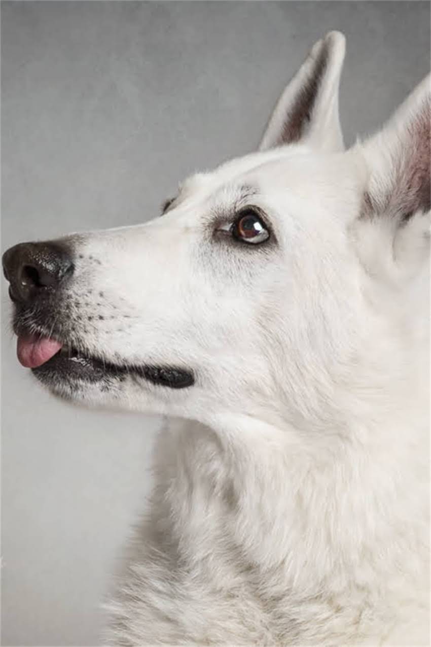 图片 吉娃娃VS拉布拉多：最新犬类智商排名及饲养指南.jpg