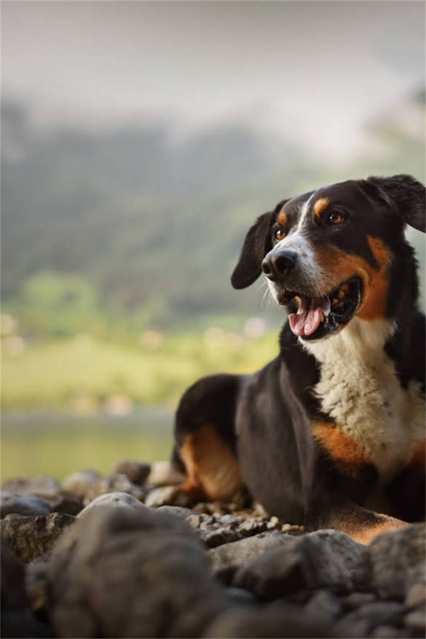 图片 吉娃娃VS拉布拉多：最新犬类智商排名及饲养指南1.jpg