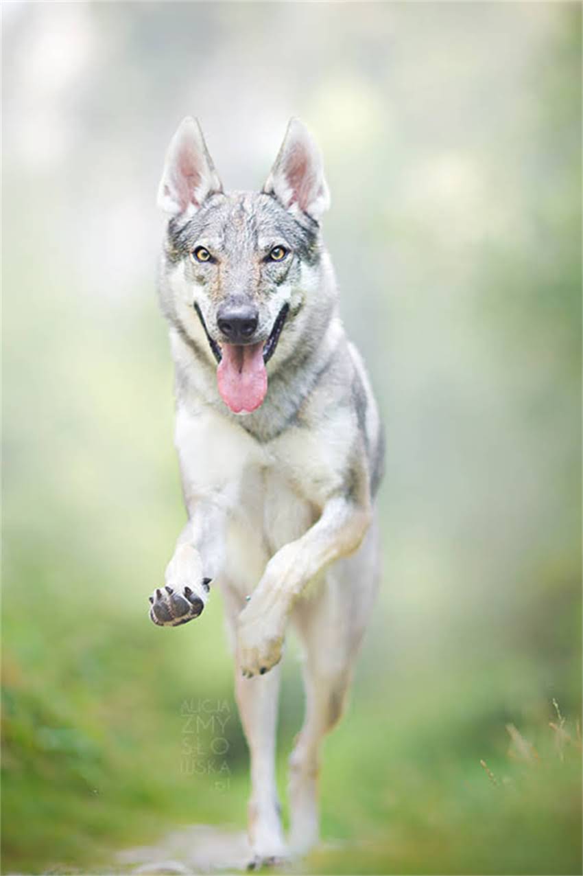 图片 吉娃娃VS茶杯犬：谁才是小型犬界的巨人？全面对比体型、饲养及健康指南.jpg