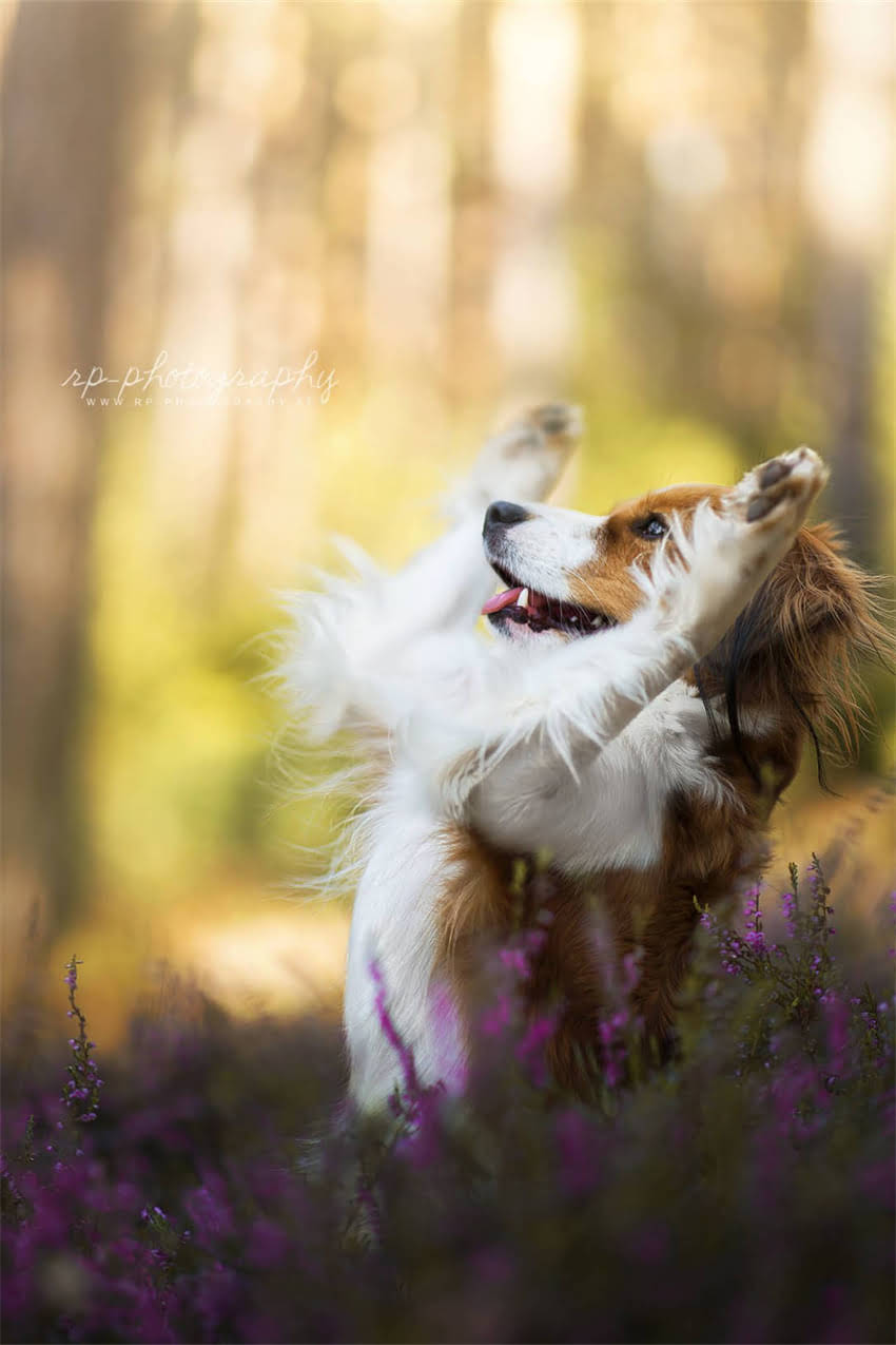 图片 吉娃娃VS茶杯犬：谁才是小型犬界的巨人？全面对比体型、饲养及健康指南1.jpg