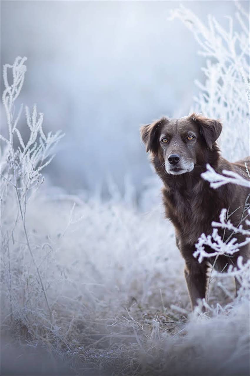 图片 吉娃娃VS茶杯犬：谁才是小型犬界的巨人？全面对比体型、饲养及健康指南2.jpg