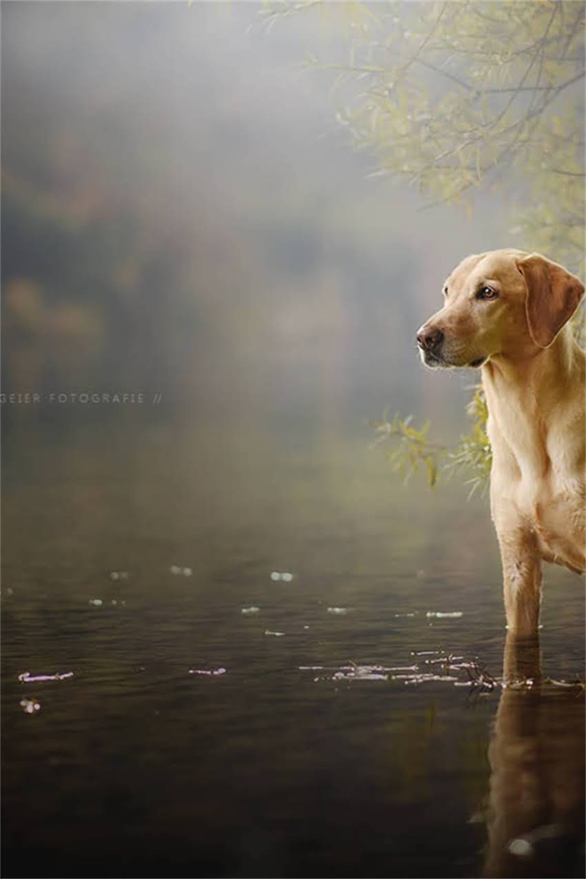 图片 吉娃娃一天小便多少次？科学饲养指南+异常预警（附护理技巧）2.jpg