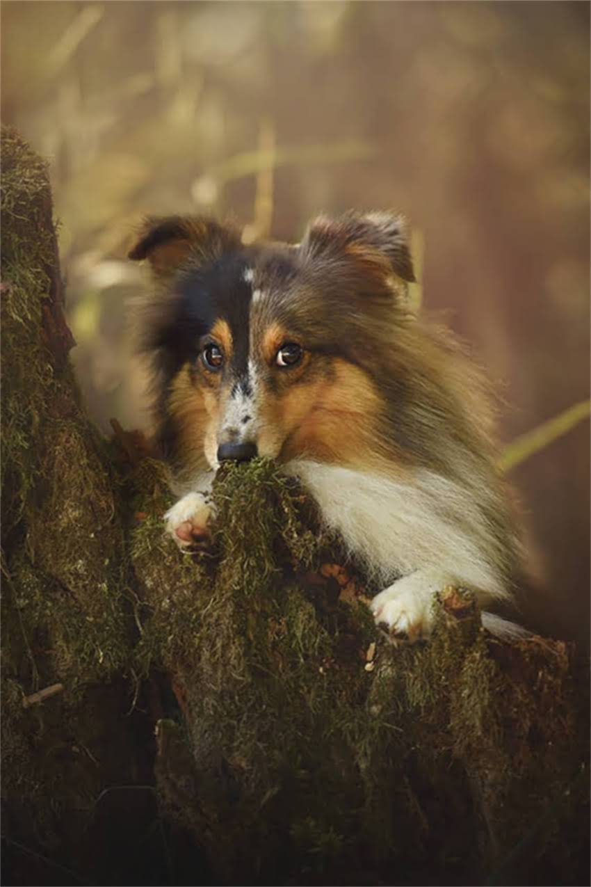 图片 吉娃娃一岁爱叫怎么办？5大原因+解决妙招，让爱叫小天使安静下来1.jpg