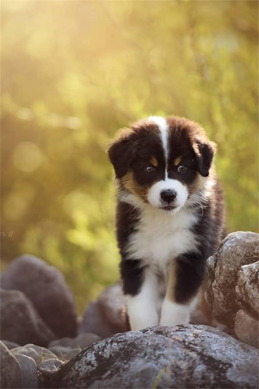 图片 吉娃娃一胎能生几个？科学数据解读母犬生育数量及饲养指南.jpg