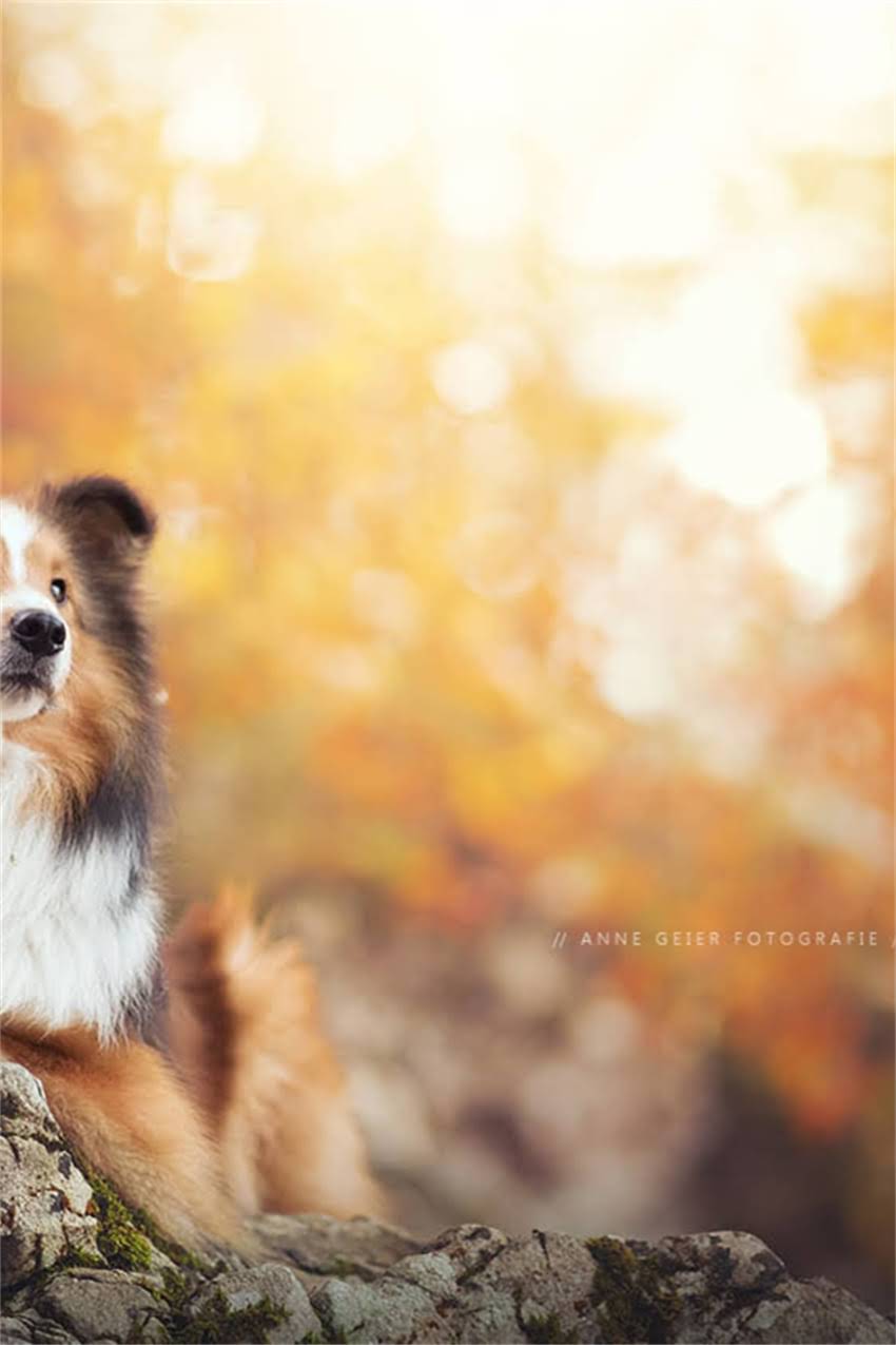 图片 吉娃娃一胎能生几个？科学数据解读母犬生育数量及饲养指南1.jpg