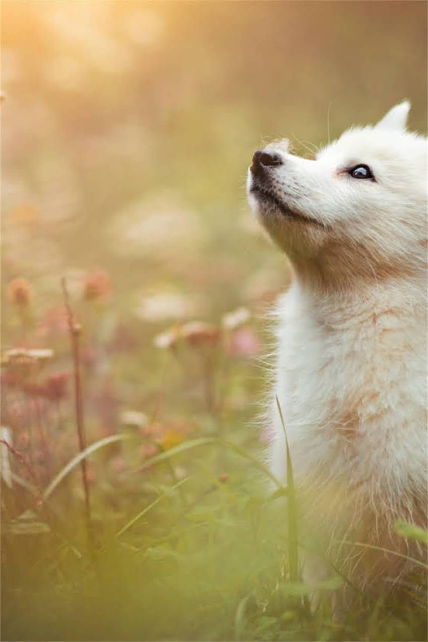图片 吉娃娃一胎能生几个？科学数据解读母犬生育数量及饲养指南2.jpg
