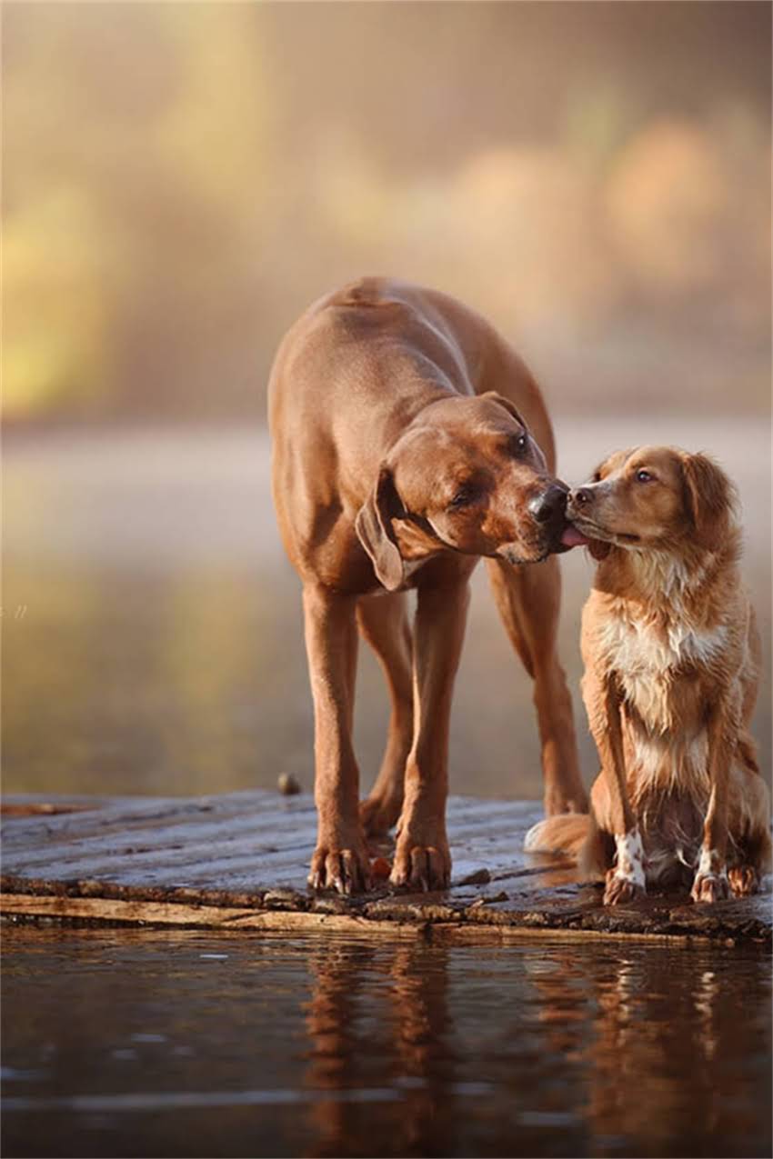 图片 吉娃娃不和其它狗狗玩怎么办？5个训练方法让爱独处的汪星儿融入集体1.jpg