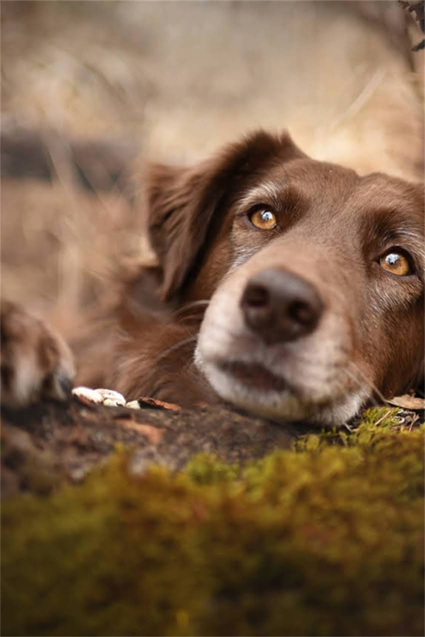图片 吉娃娃与儿童相处指南：科学应对吠叫问题与饲养要点2.jpg