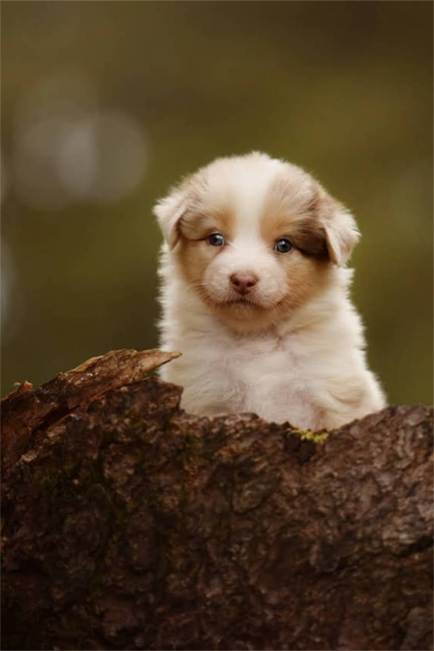 图片 吉娃娃串串是什么样子？全面品种特征、饲养技巧与混血优势.jpg