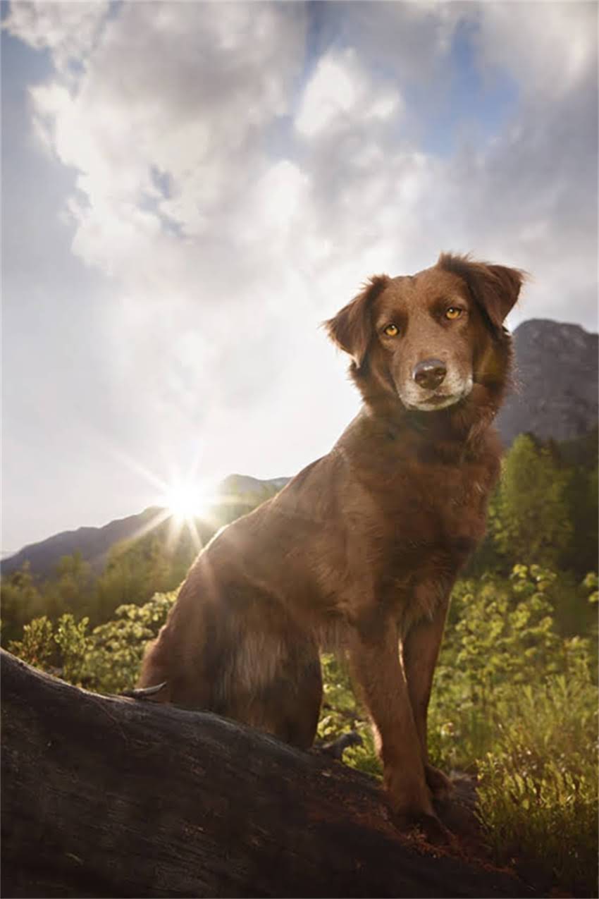 图片 吉娃娃串串是什么样子？全面品种特征、饲养技巧与混血优势1.jpg