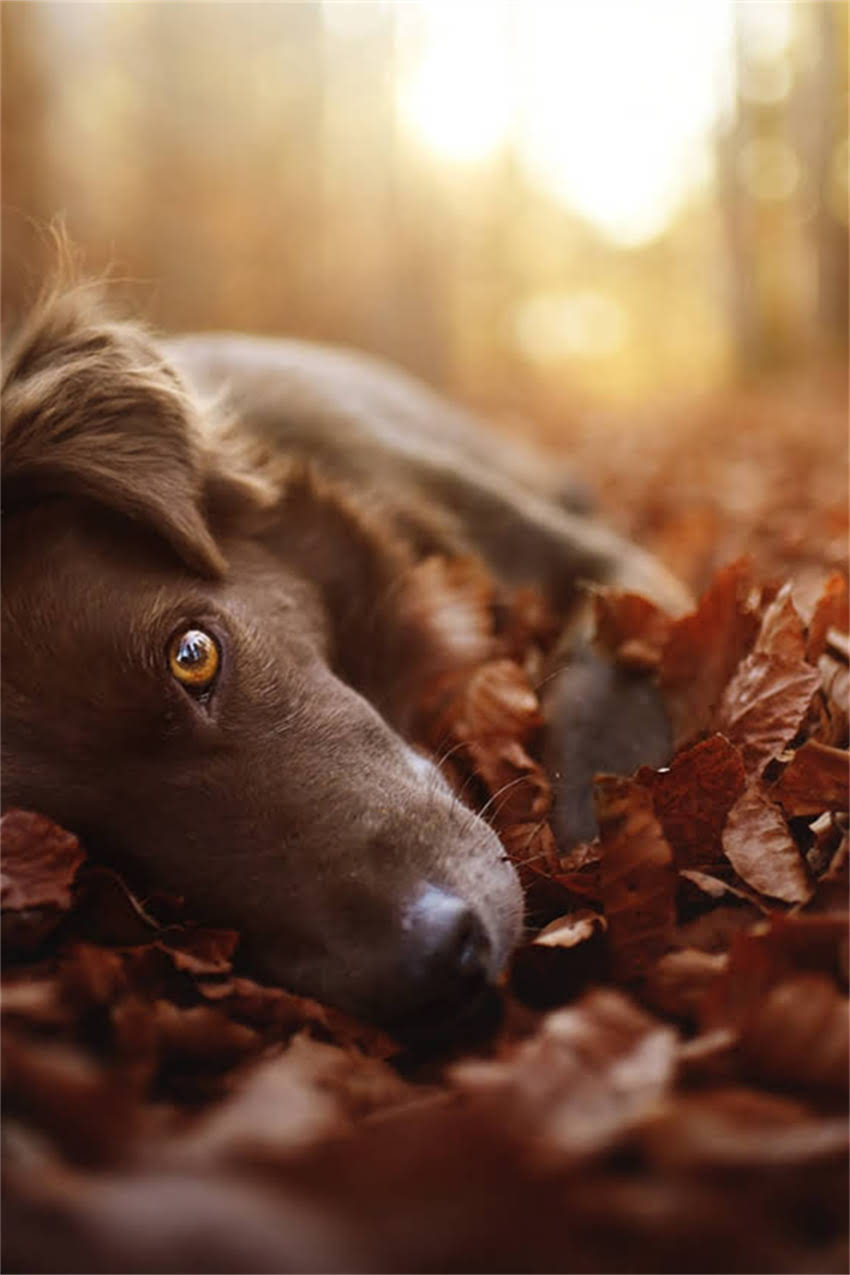 图片 吉娃娃串串是什么样子？全面品种特征、饲养技巧与混血优势2.jpg