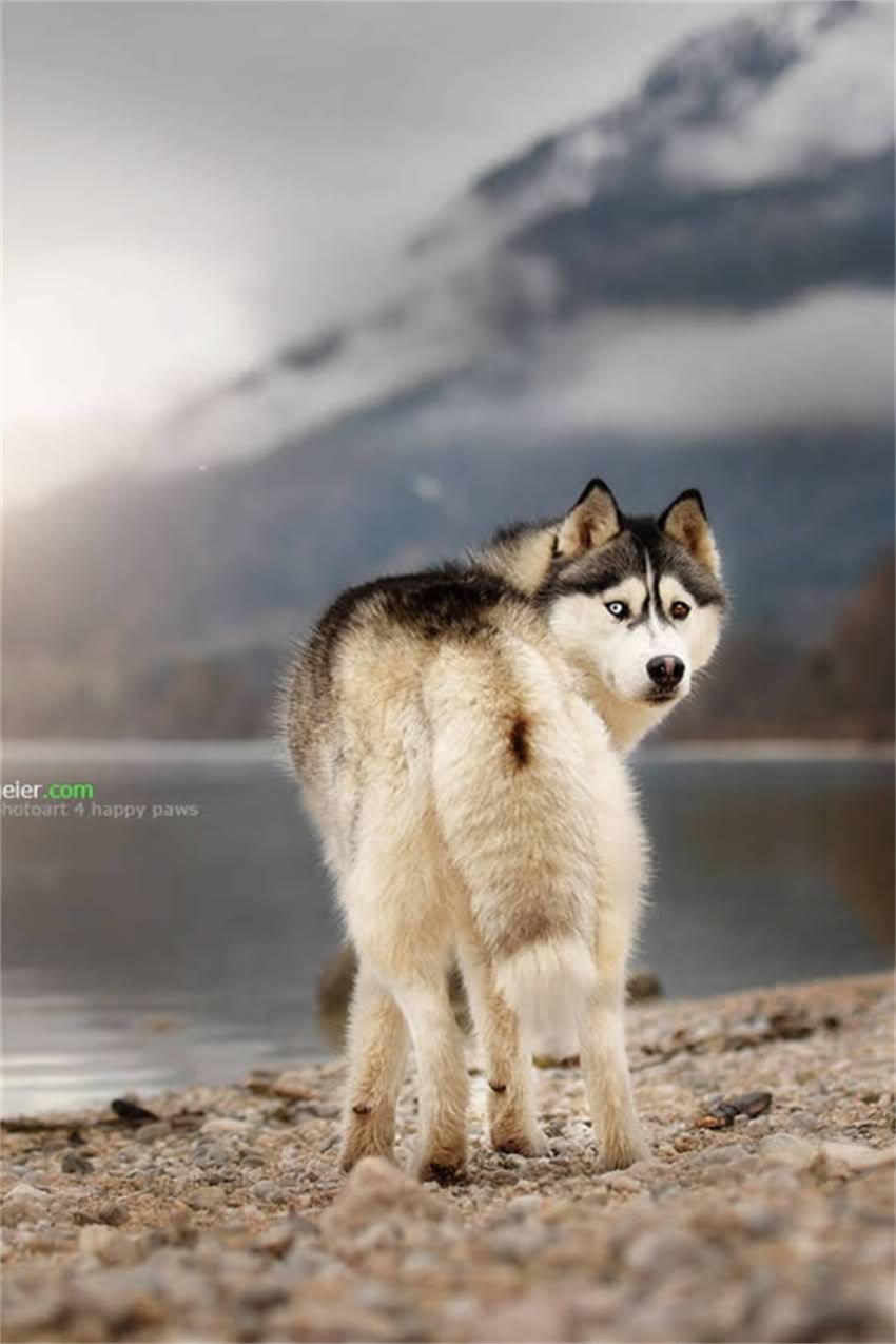 图片 吉娃娃串串狗体型特征与饲养管理全：成年体重、成长规律及科学养护指南.jpg