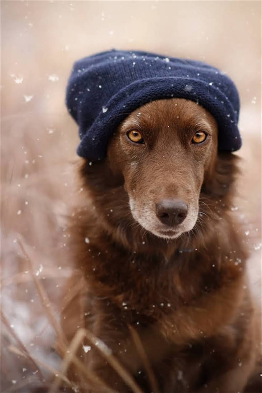 图片 吉娃娃串串狗体型特征与饲养管理全：成年体重、成长规律及科学养护指南1.jpg