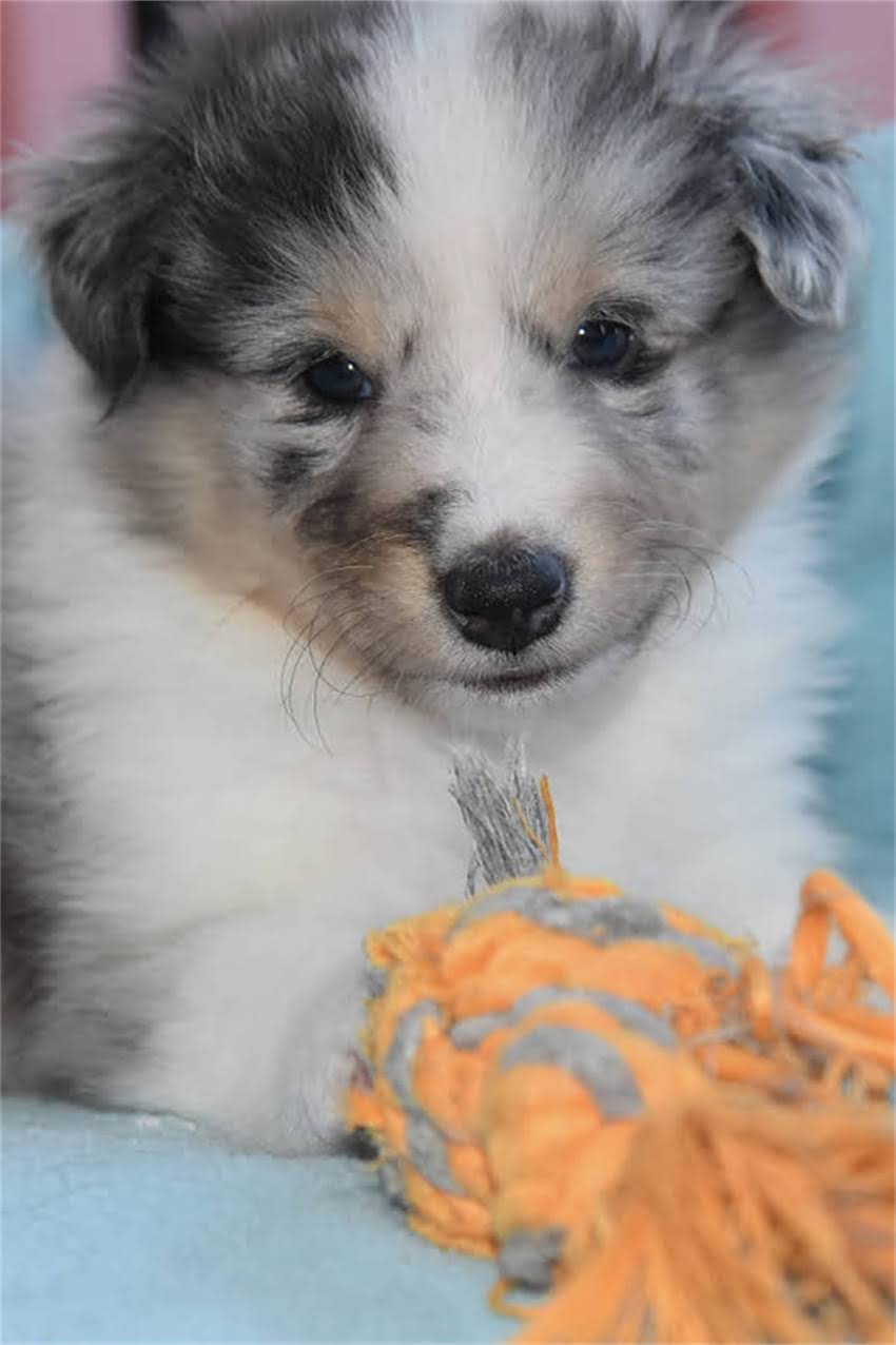 图片 吉娃娃串寿命有多长？影响寿命的7大关键因素及科学养护指南.jpg