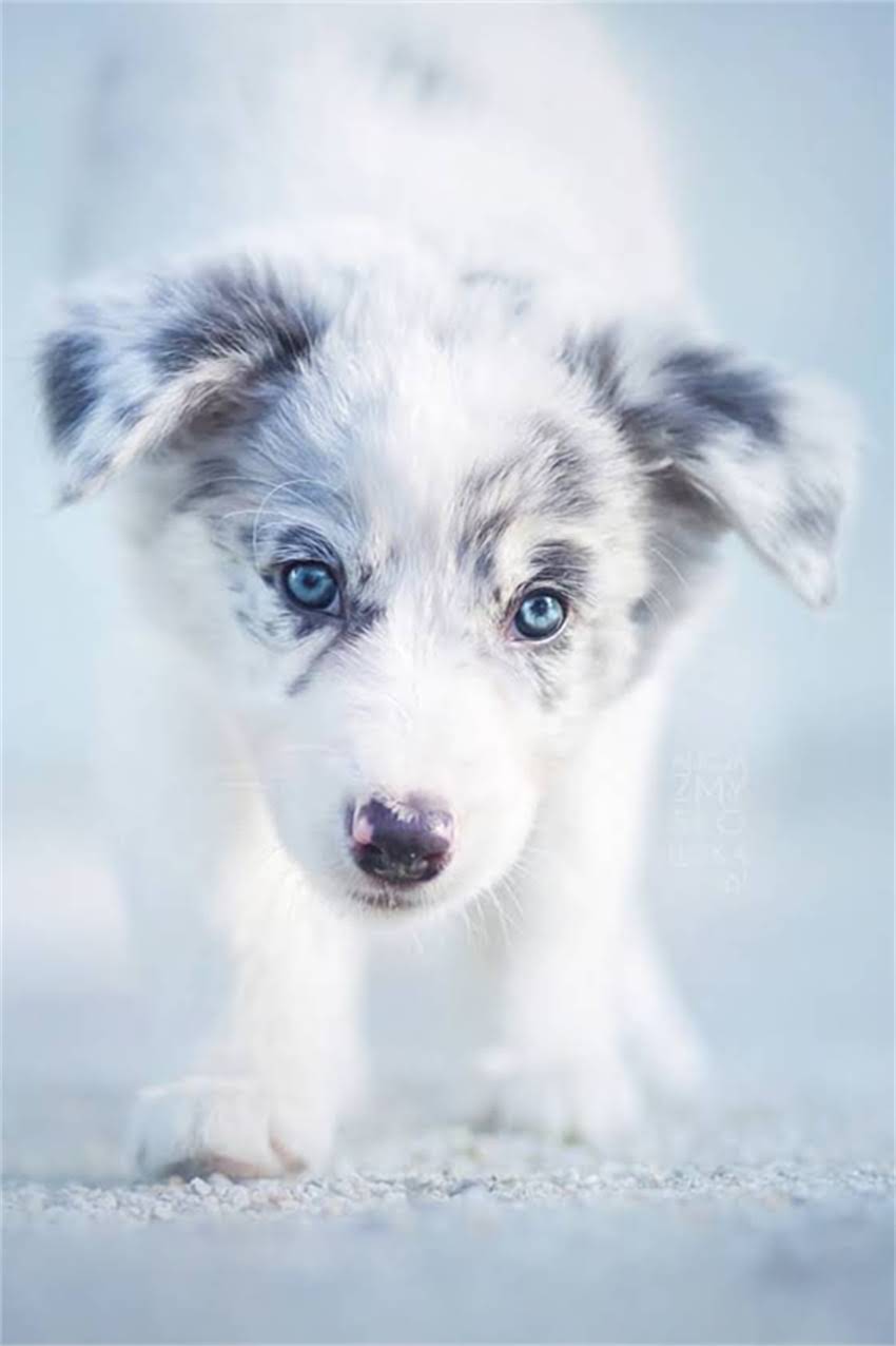 图片 吉娃娃串寿命有多长？影响寿命的7大关键因素及科学养护指南1.jpg