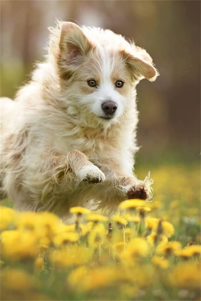 图片 吉娃娃乱叫怎么办？科学训练法+行为矫正术彻底解决吠叫问题（附训练视频）.jpg