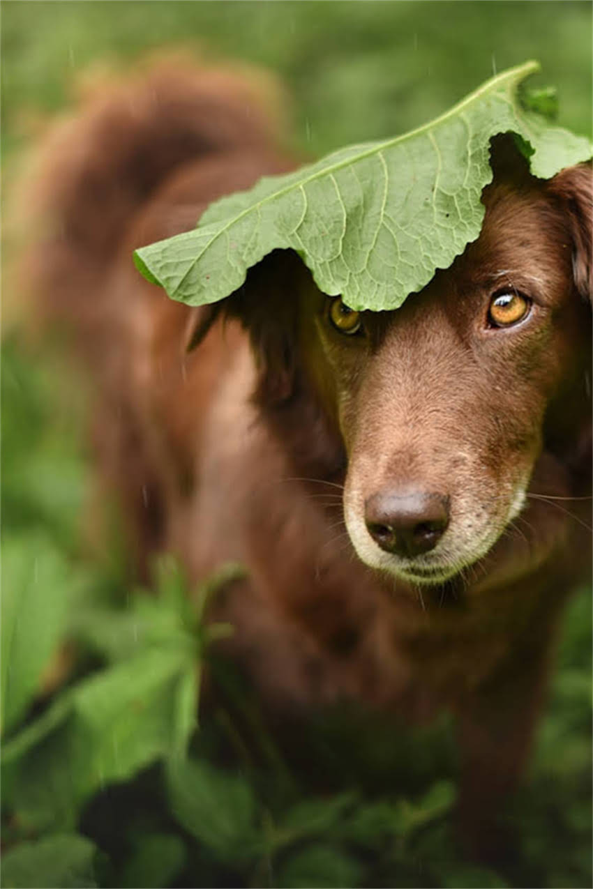 图片 吉娃娃乱叫怎么办？科学训练法+行为矫正术彻底解决吠叫问题（附训练视频）1.jpg