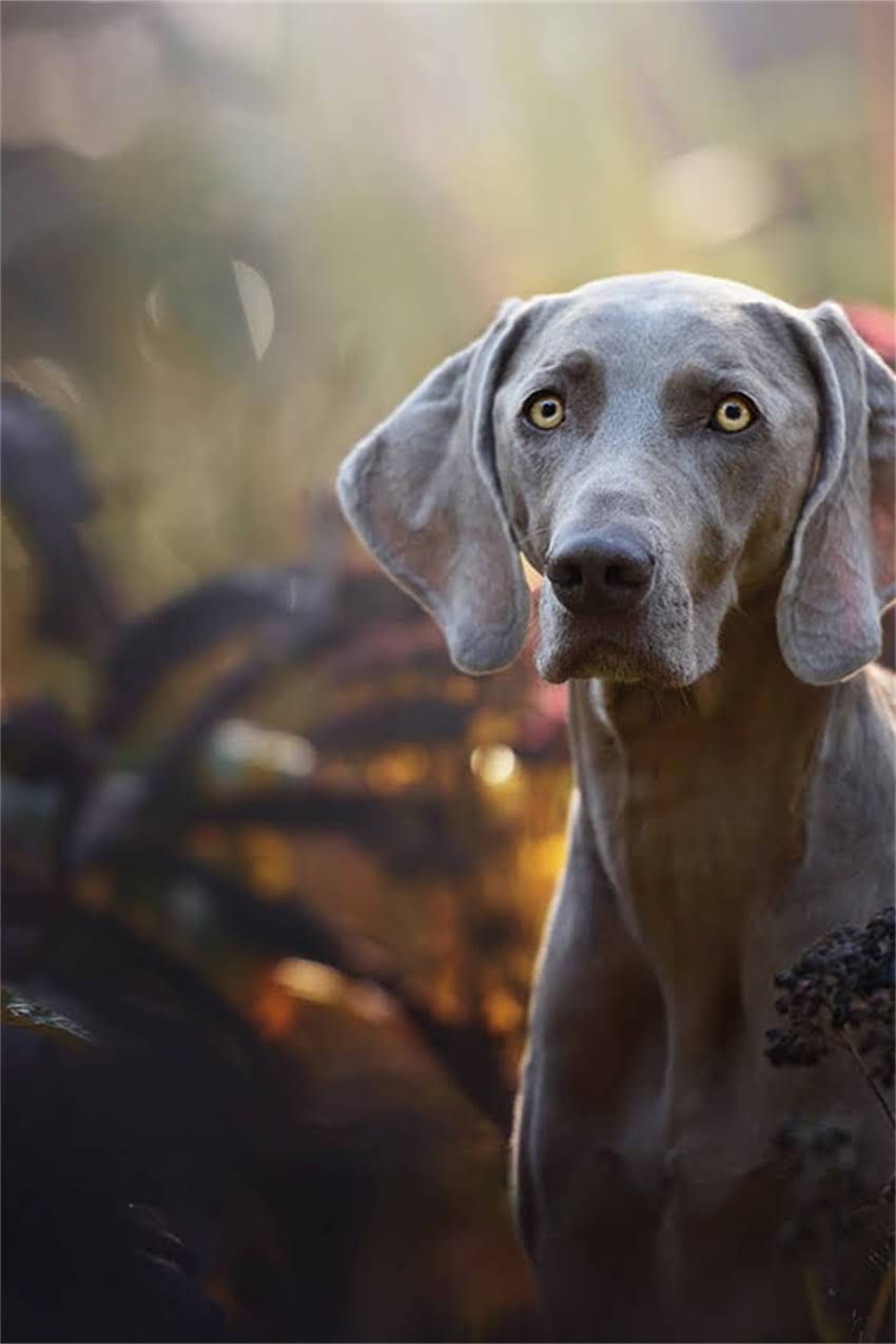 图片 吉娃娃乱叫怎么办？科学训练法+行为矫正术彻底解决吠叫问题（附训练视频）2.jpg