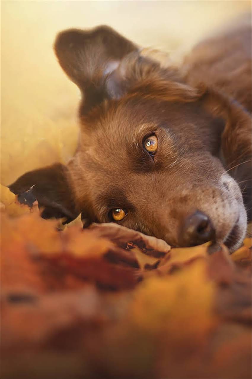 图片 吉娃娃价格为何能突破百万？天价犬只背后的价值密码与选购指南.jpg