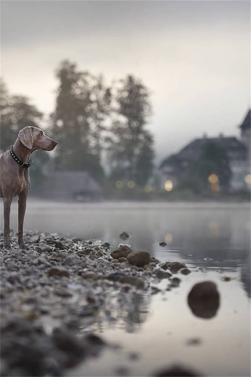 图片 吉娃娃体型发育全：从幼犬到成年的成长时间表与科学养护指南.jpg