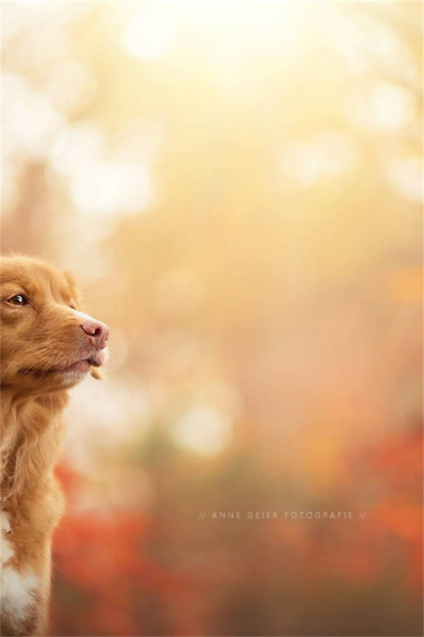 图片 吉娃娃体型发育全：从幼犬到成年的成长时间表与科学养护指南2.jpg