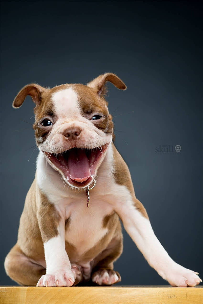 图片 吉娃娃体臭怎么办？5大原因+专业护理指南（附详细解决方案）1.jpg