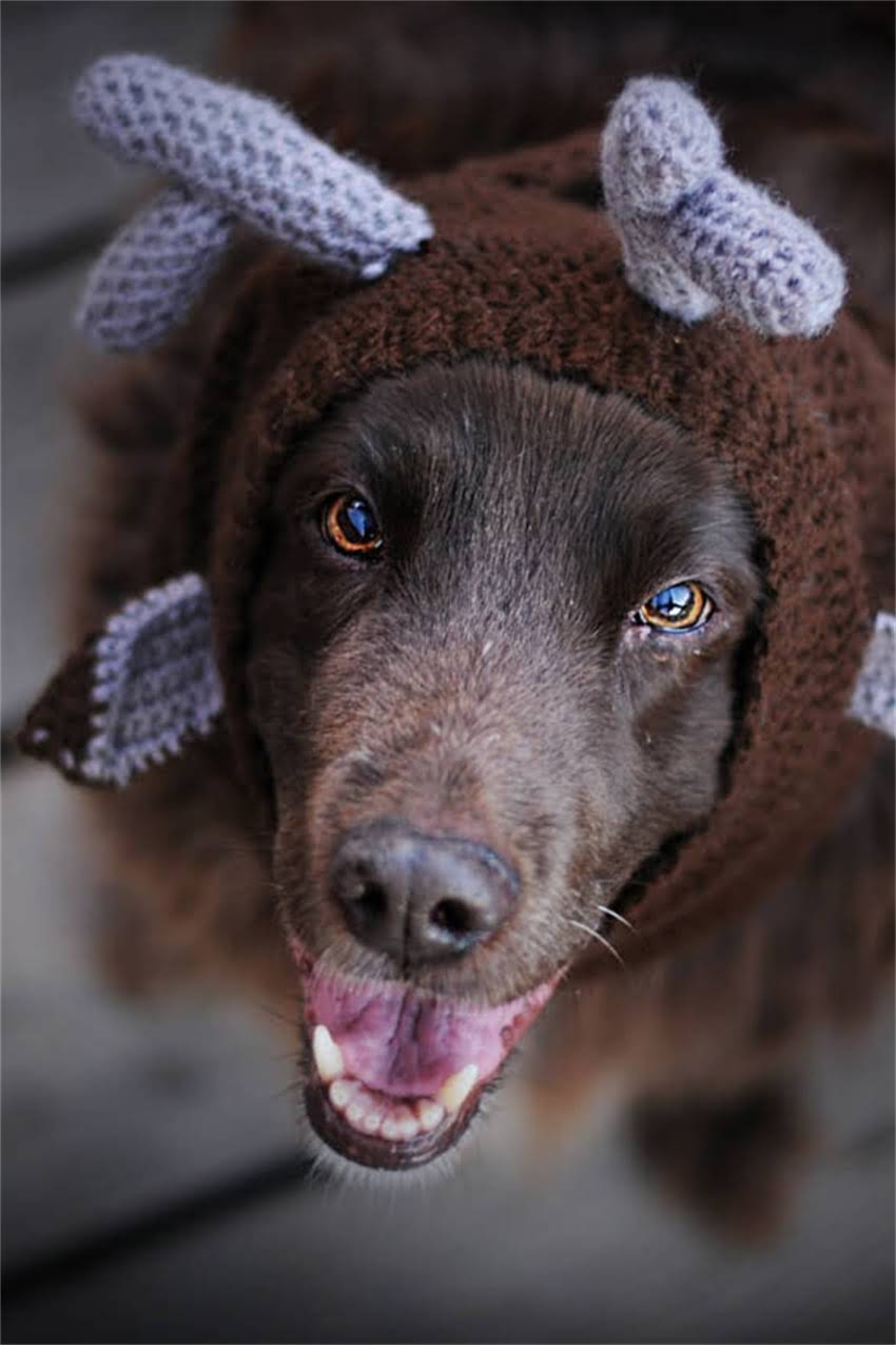 图片 吉娃娃体臭怎么办？5大原因+专业护理指南（附详细解决方案）2.jpg