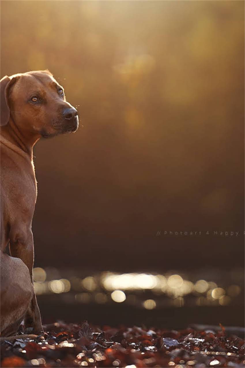 图片 吉娃娃体重标准是多少斤？全饲养要点与健康指南.jpg