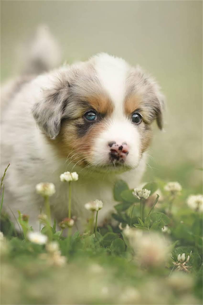 图片 吉娃娃体重标准是多少斤？全饲养要点与健康指南2.jpg