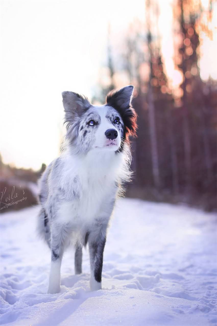 图片 吉娃娃倒转喷嚏症状全：原因、处理方法与预防措施（附图）.jpg