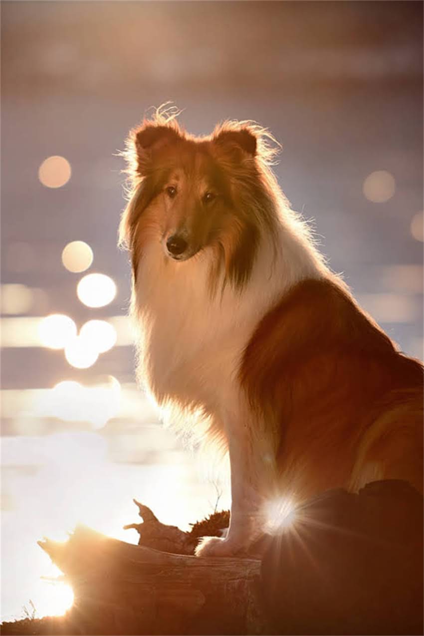 图片 吉娃娃倒转喷嚏症状全：原因、处理方法与预防措施（附图）1.jpg