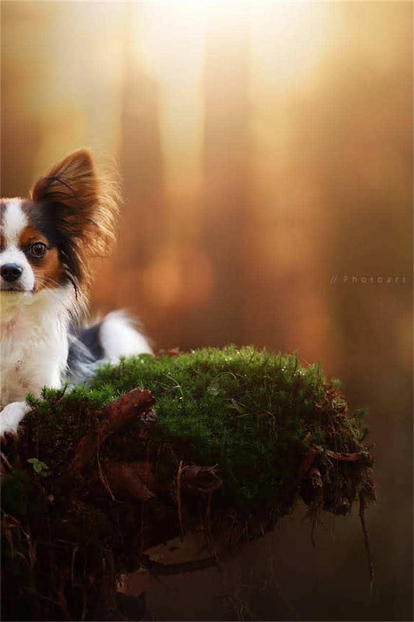 图片 吉娃娃倒转喷嚏症状全：原因、处理方法与预防措施（附图）2.jpg