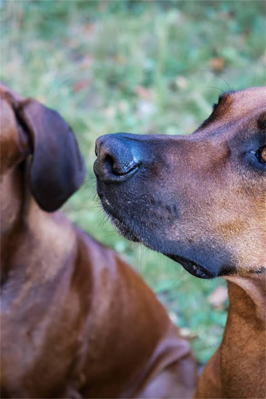 图片 吉娃娃健康隐患全：这些疾病需警惕.jpg