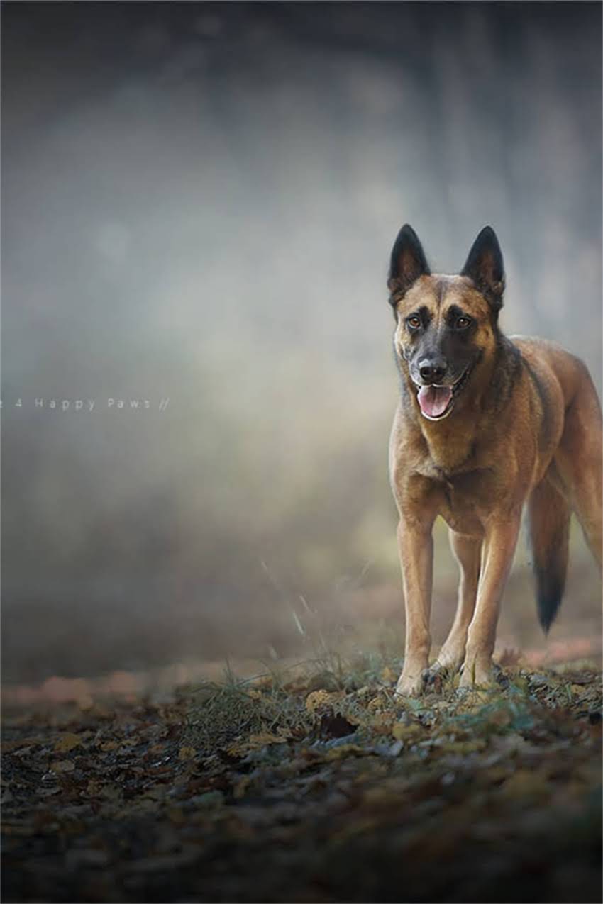 图片 吉娃娃健康隐患全：这些疾病需警惕2.jpg