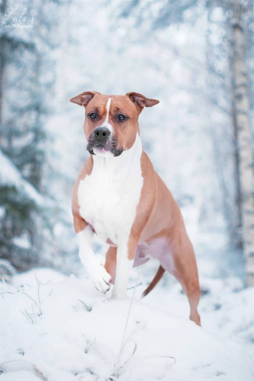 图片 吉娃娃全名及常见名推荐：20个可爱名字+取名技巧，附吉娃娃品种.jpg